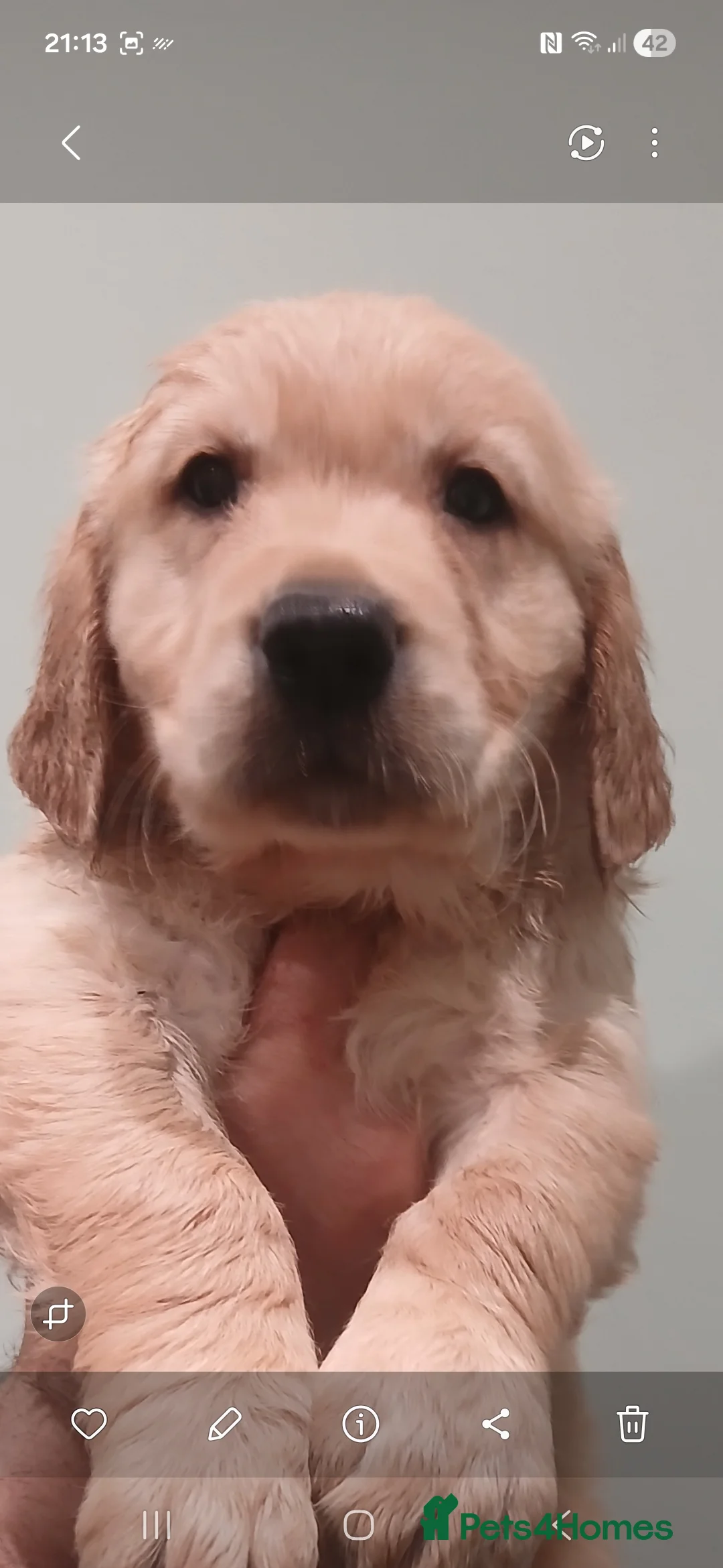 Golden Retriever dogs for sale: Chunky KC registered golden retrievers  - Advert 31