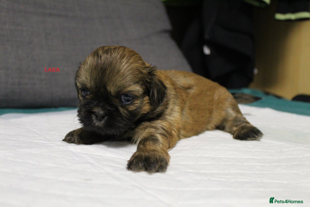 Shih Tzu dogs for sale: LOVELY SHIH TZU PUPPIES  - Image 6