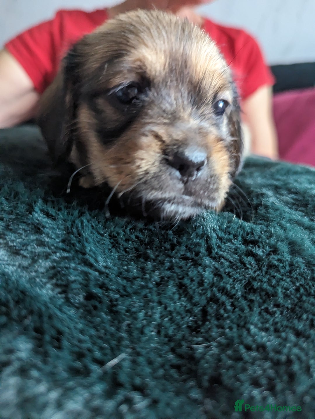 Mixed Breed dogs for sale: Shweenie puppies for sale - Image 13