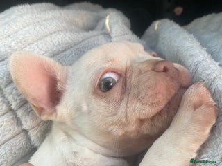 French Bulldog dogs - Advert 30