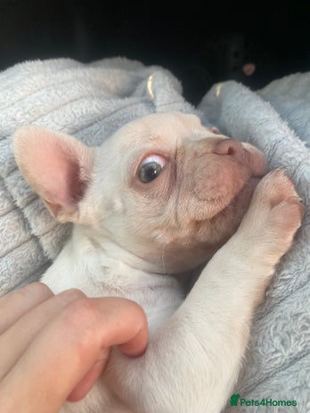 French Bulldog dogs - Advert 12