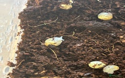 Snails invertebrates for sale: Giant African Land Snails.  - Image 3