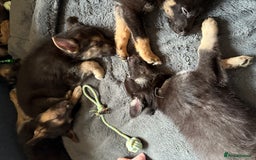 German Shepherd dogs for sale: German Shepherd puppies for sale - Image 6