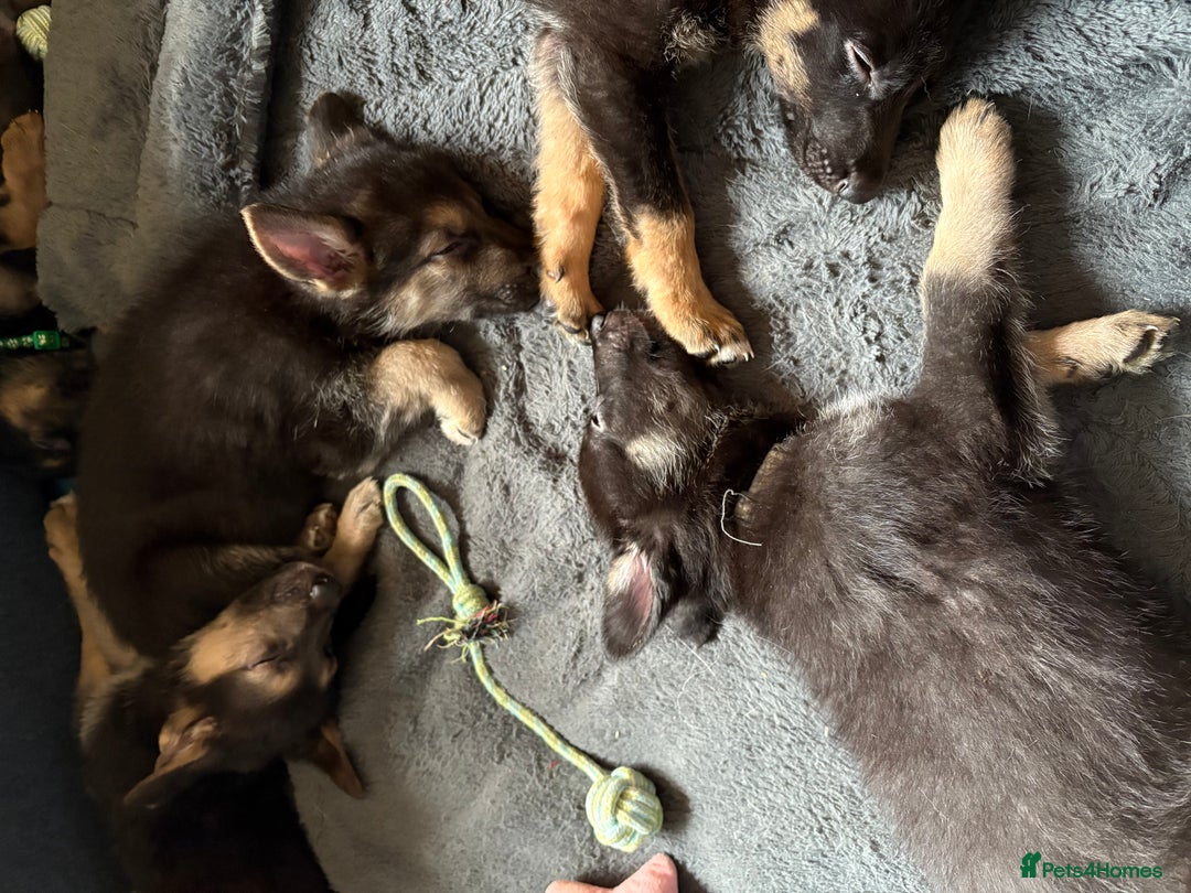 German Shepherd dogs for sale: German Shepherd puppies for sale - Image 6