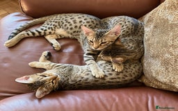 Ocicat cats for sale: Beautiful Ocicat Kittens Available Full Pedigree in Epping - Image 1