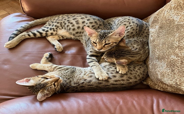 Ocicat cats in Epping - Advert 1