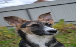 Mixed Breed dogs for adoption: ❤️🐶Busia- 6(7) month lower-medium girl ❤️🐶 - Advert 7