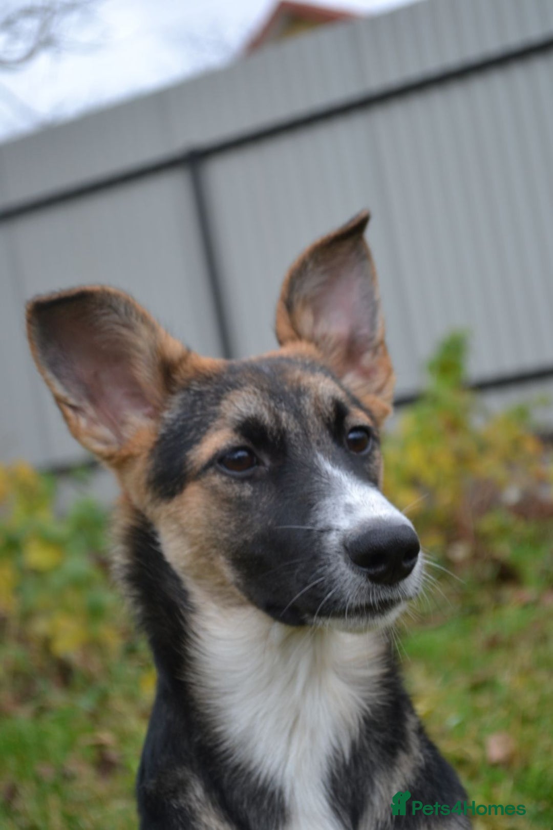 Mixed Breed dogs for adoption: ❤️🐶Busia- 6(7) month lower-medium girl ❤️🐶 - Advert 7