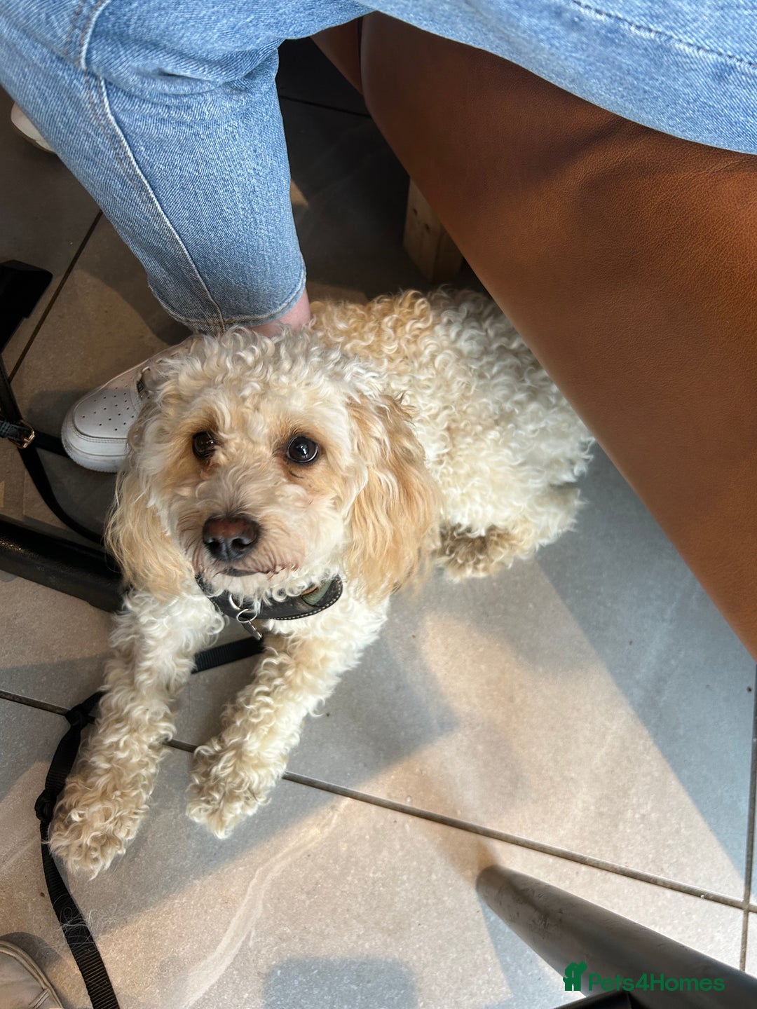 Cavapoo dogs for sale: 1 year old Cavapoo - Image 5