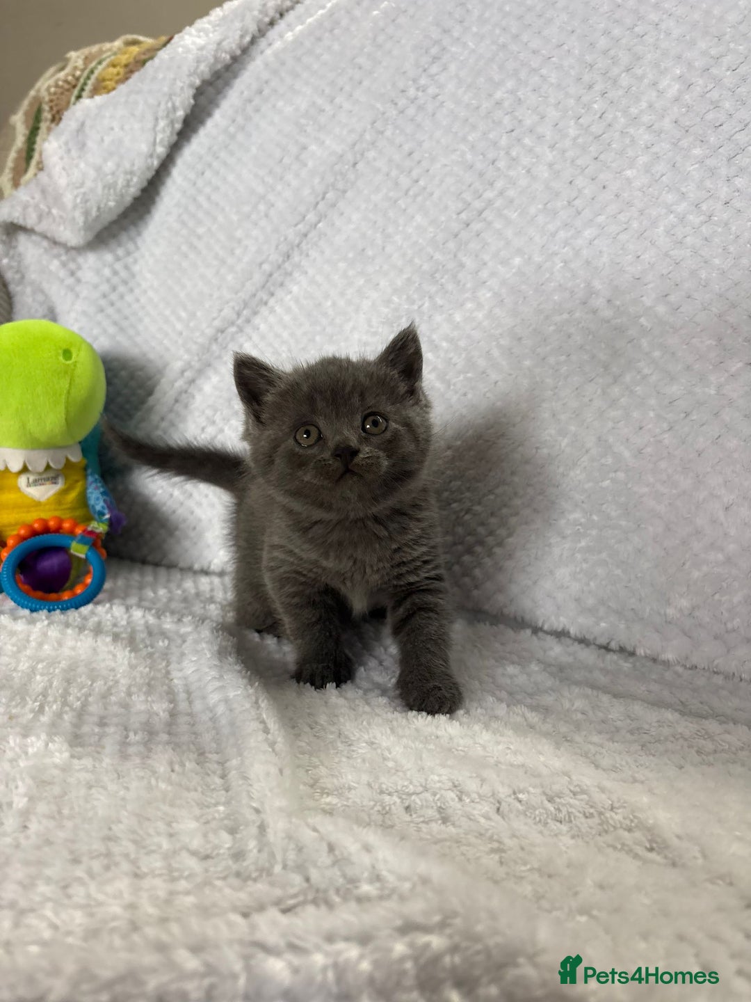 British Shorthair cats for sale: Beautiful British shorthair x kittens - Image 24