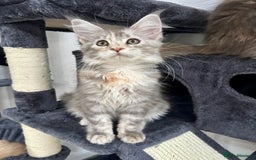Maine Coon cats for sale: Pedigree TICA Registered Maine Coon Kittens - Image 22