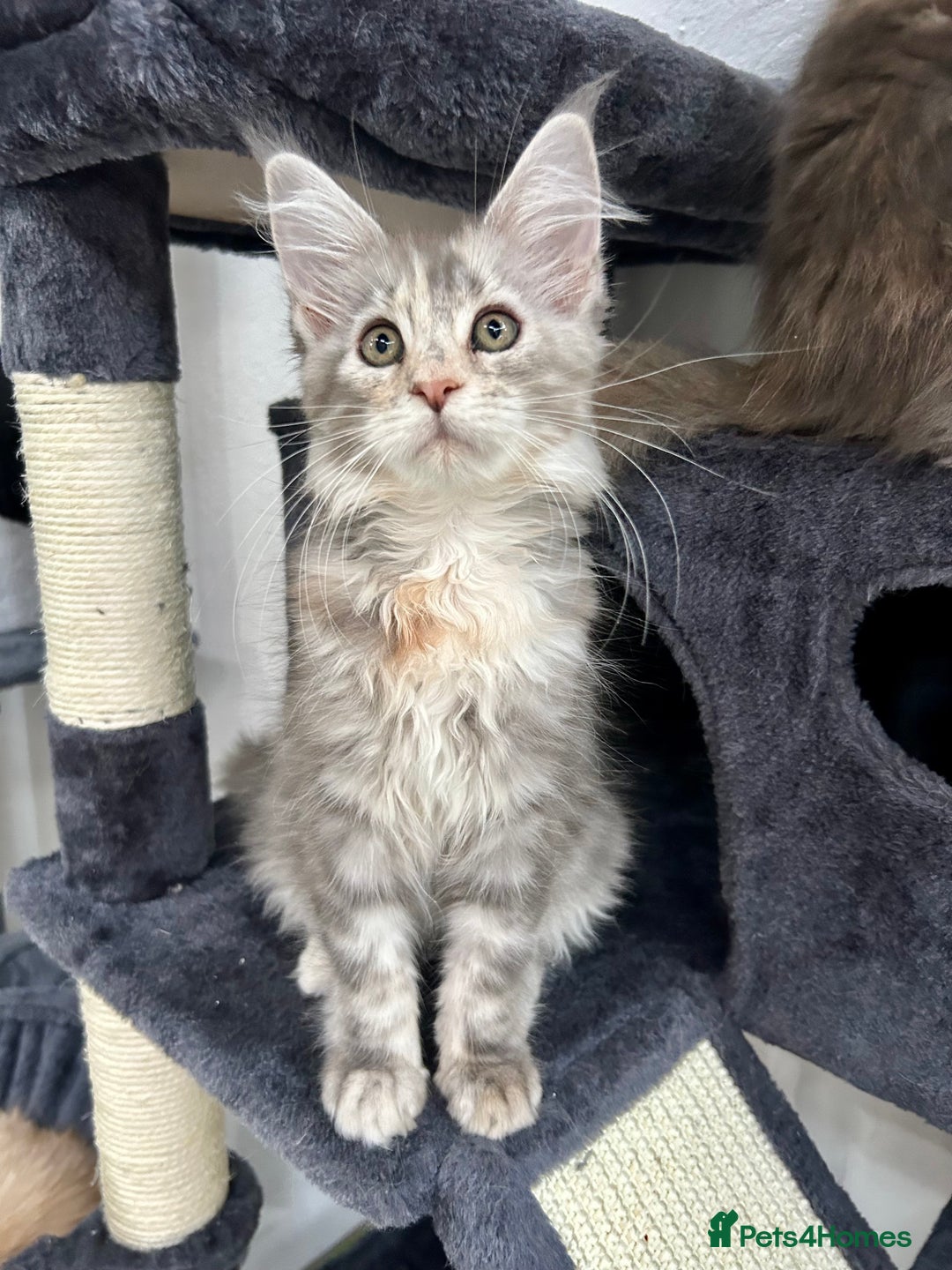 Maine Coon cats for sale: Pedigree TICA Registered Maine Coon Kittens - Image 22