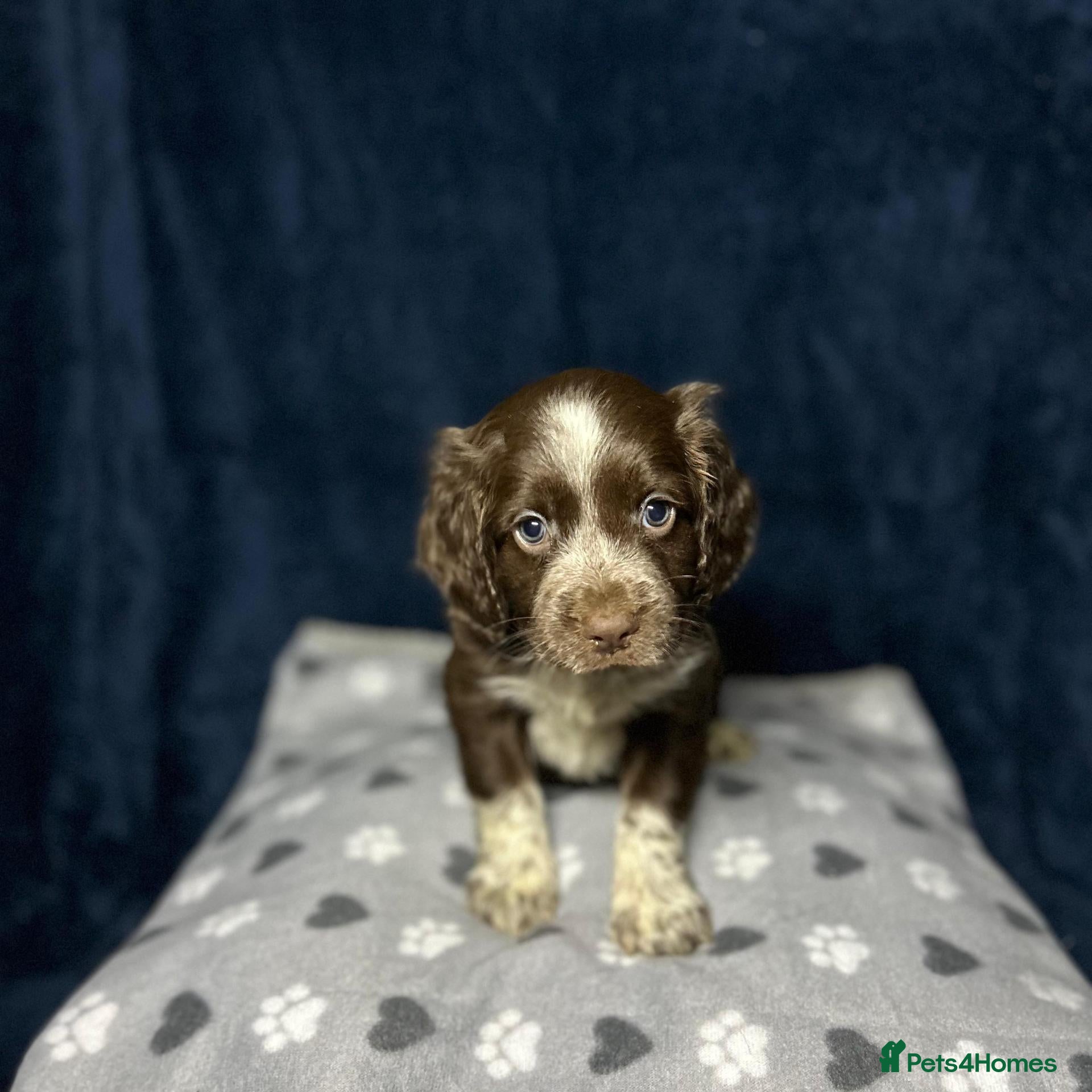 Cocker Spaniel dogs Working Cocker Spaniel - Chocolate, Roans, Golden - Advert 2