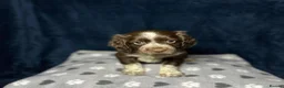 Cocker Spaniel dogs for sale: Working Cocker Spaniel - Chocolate, Roans, Golden - Advert 2