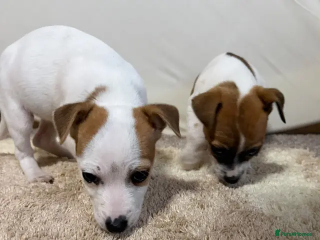 Jack Chi dogs for sale: Beautiful Jack Chi puppies for sale - Advert 2