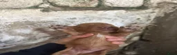 Cocker Spaniel dogs for sale: Kc registered cocker spaniels - Advert 10