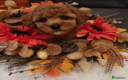 Cockapoo dogs for sale: Adorable best friend pups, sold fully vaccinated - Image 33