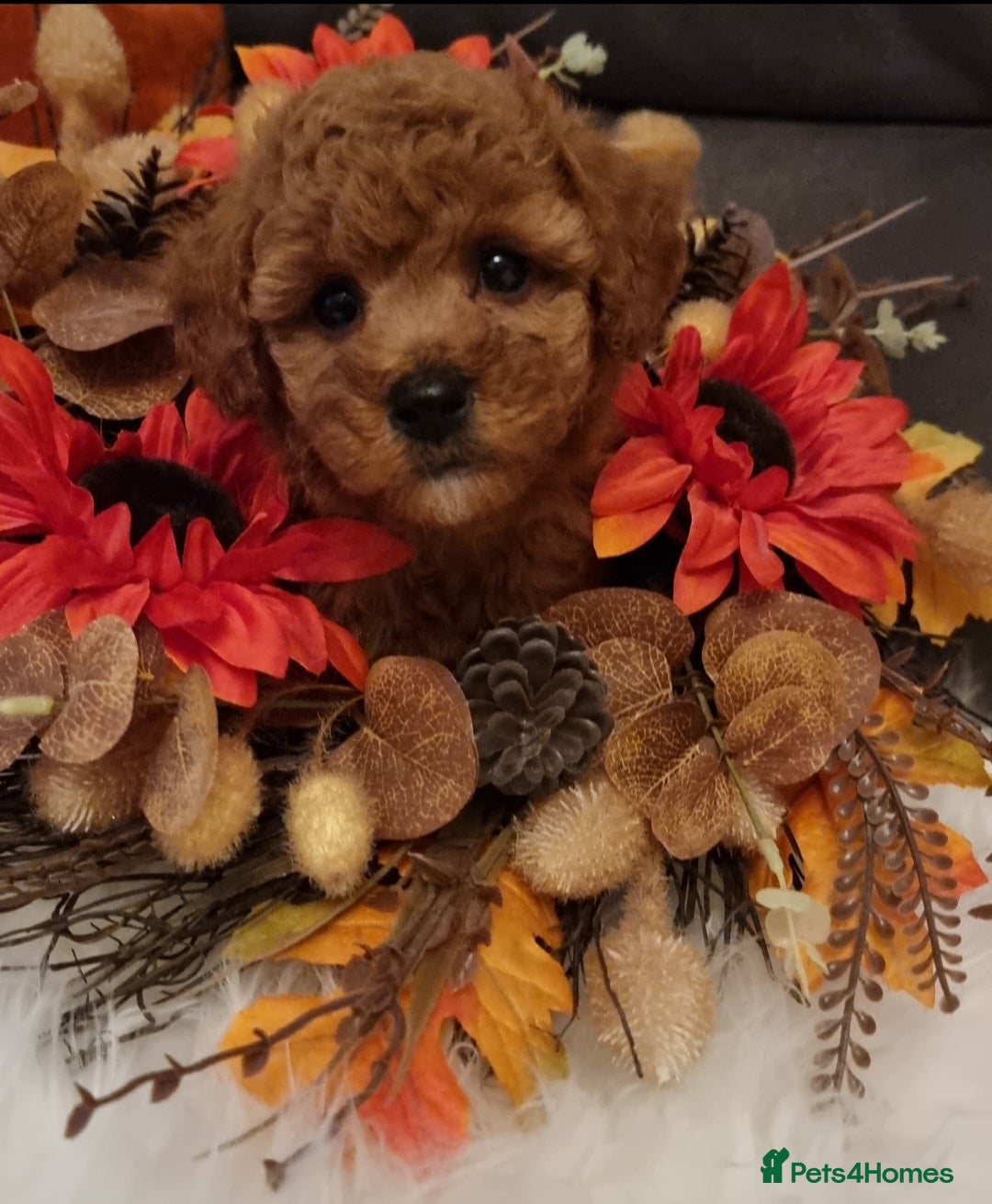 Cockapoo dogs for sale: Adorable best friend pups, sold fully vaccinated - Image 33