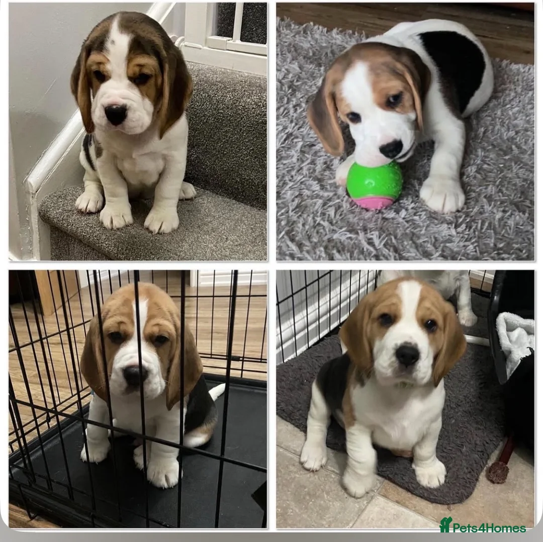 Beagle dogs for stud: Beautiful Beagle Stud  in Pontefract - Advert 5
