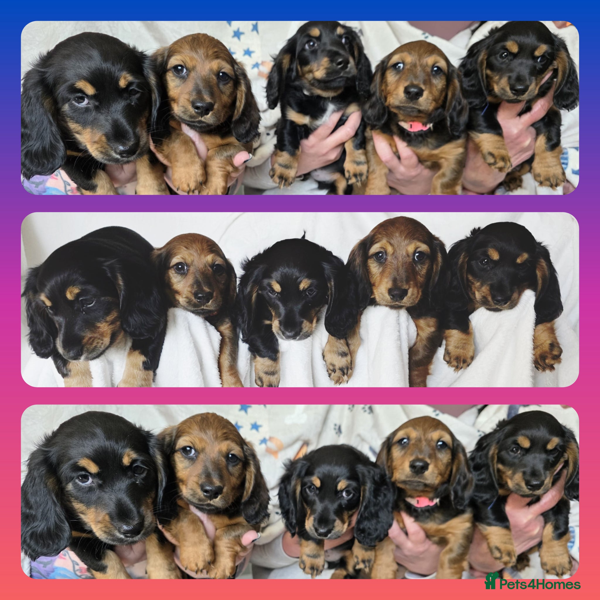 Miniature Dachshund dogs READY SATURDAY LAST 2 KC Mini Longhaired Dachshund - Advert 2