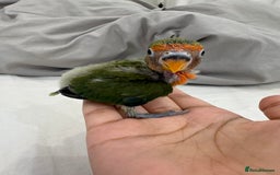 Lovebirds birds for sale: Hand-Reared Baby Peach-Faced Lovebird - Image 3