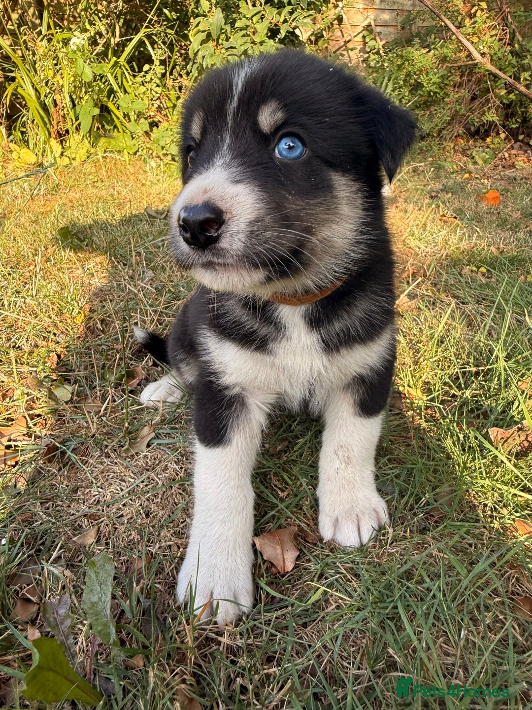 Pomsky dogs for sale: F4 HUSKY MARKED blue eyed Pups! ❄️ HEALTH TESTED - Image 6