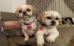 Shih Tzu dogs for sale: Coco & Mia (Not puppies)  - Image 4