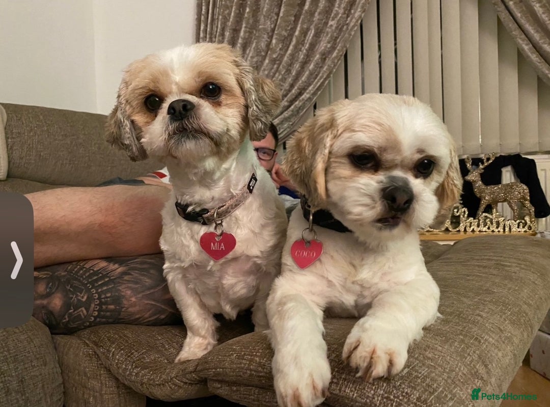 Shih Tzu dogs for sale: Coco & Mia (Not puppies)  - Image 4