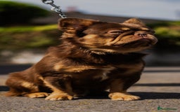 French Bulldog dogs for stud: 🐻 PACO 🐻 NEWSHADE ROJO TAN FLUFFY PINK CARRIER in Nottingham - Image 2