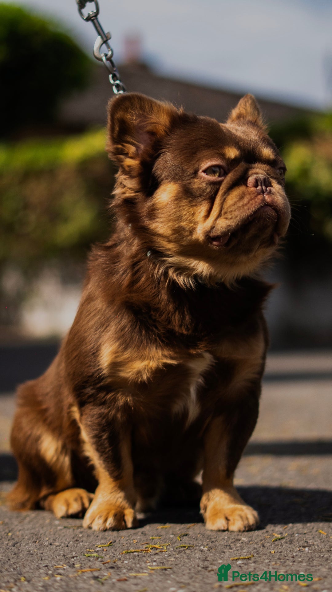 French Bulldog dogs for stud: 🐻 PACO 🐻 NEWSHADE ROJO TAN FLUFFY PINK CARRIER in Nottingham - Image 2