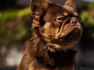 French Bulldog dogs FLUFFY FRENCHIE STUD NEWSHADE ROJO TAN in Nottingham - Advert 14