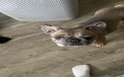 French Bulldog dogs for sale: Dolly - Image 4