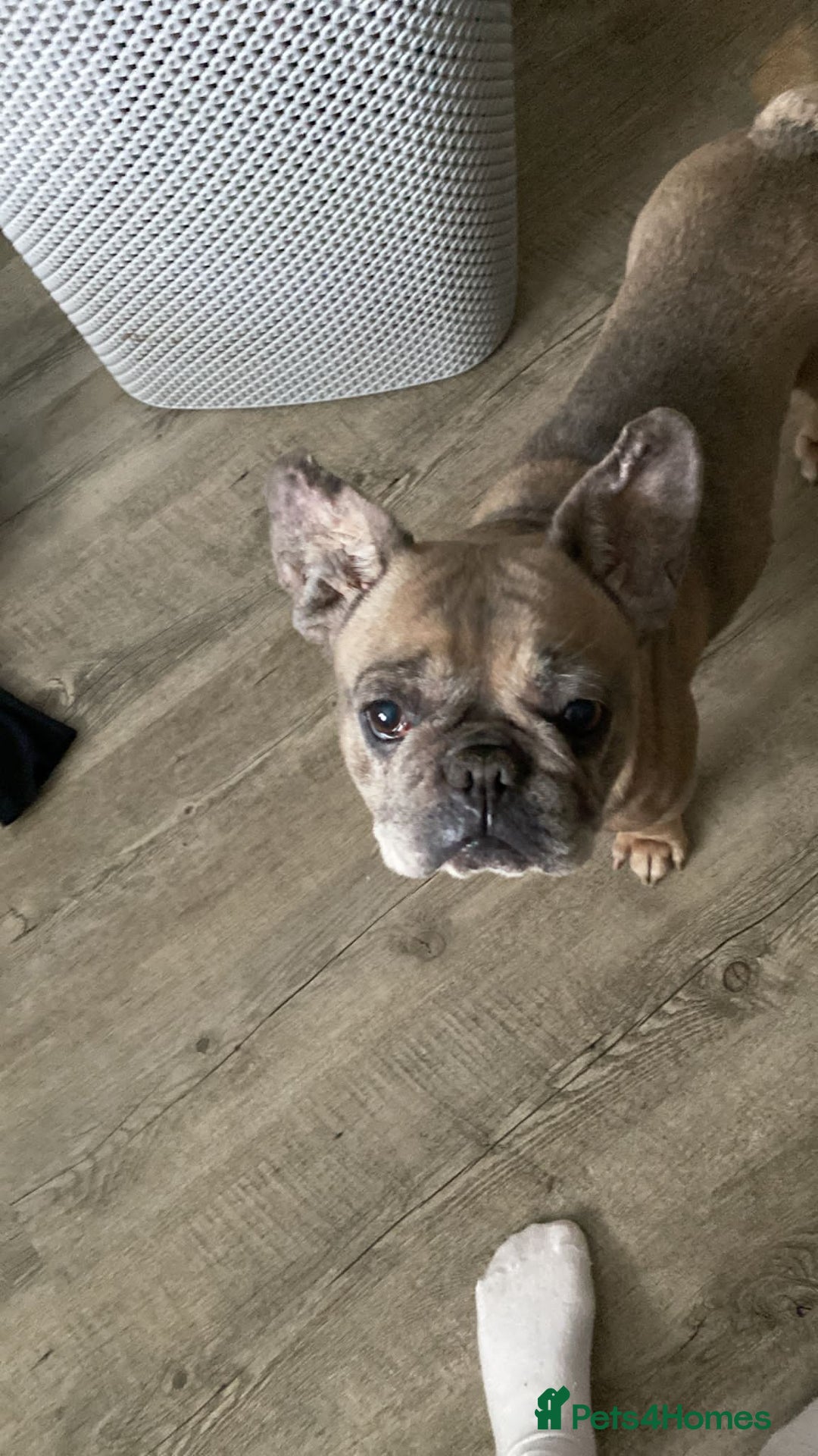 French Bulldog dogs for sale: Dolly - Image 4