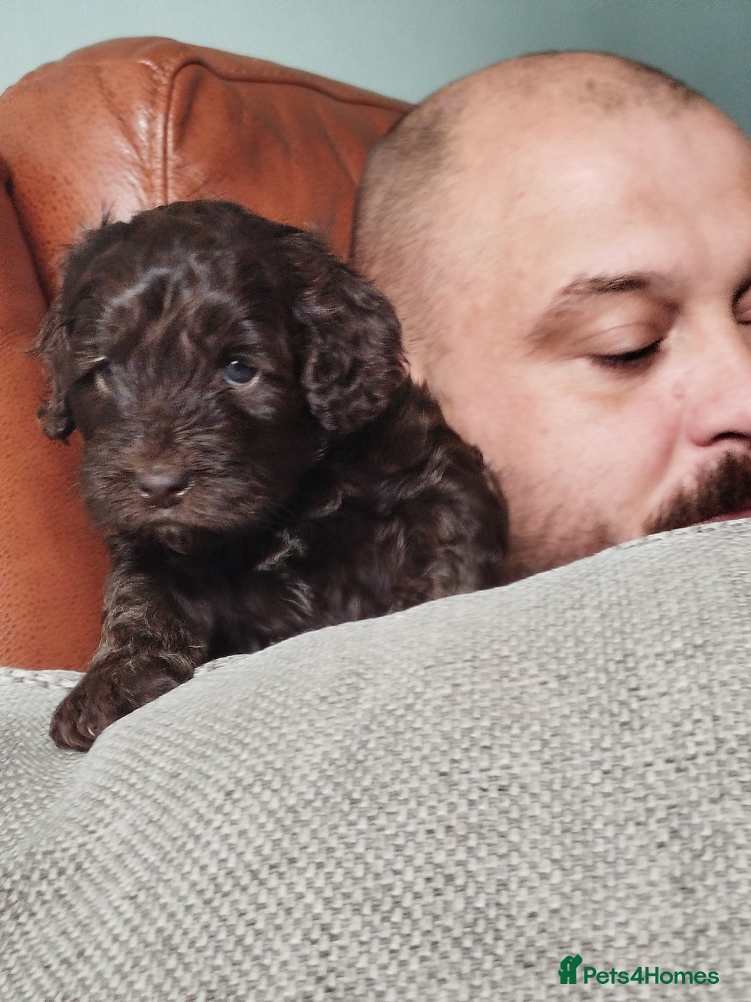 Cockapoo dogs for sale: Stunning cockapoo puppies  - Image 5