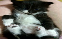 Mixed Breed cats for sale: Kittens for sale - Image 2