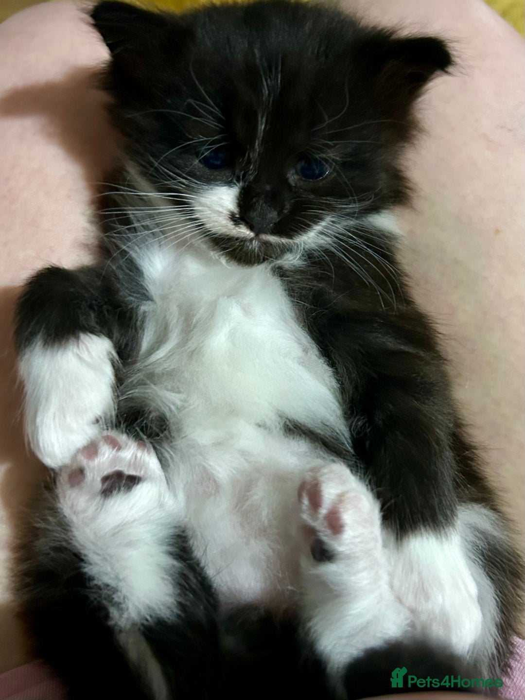 Mixed Breed cats for sale: Kittens for sale - Image 2