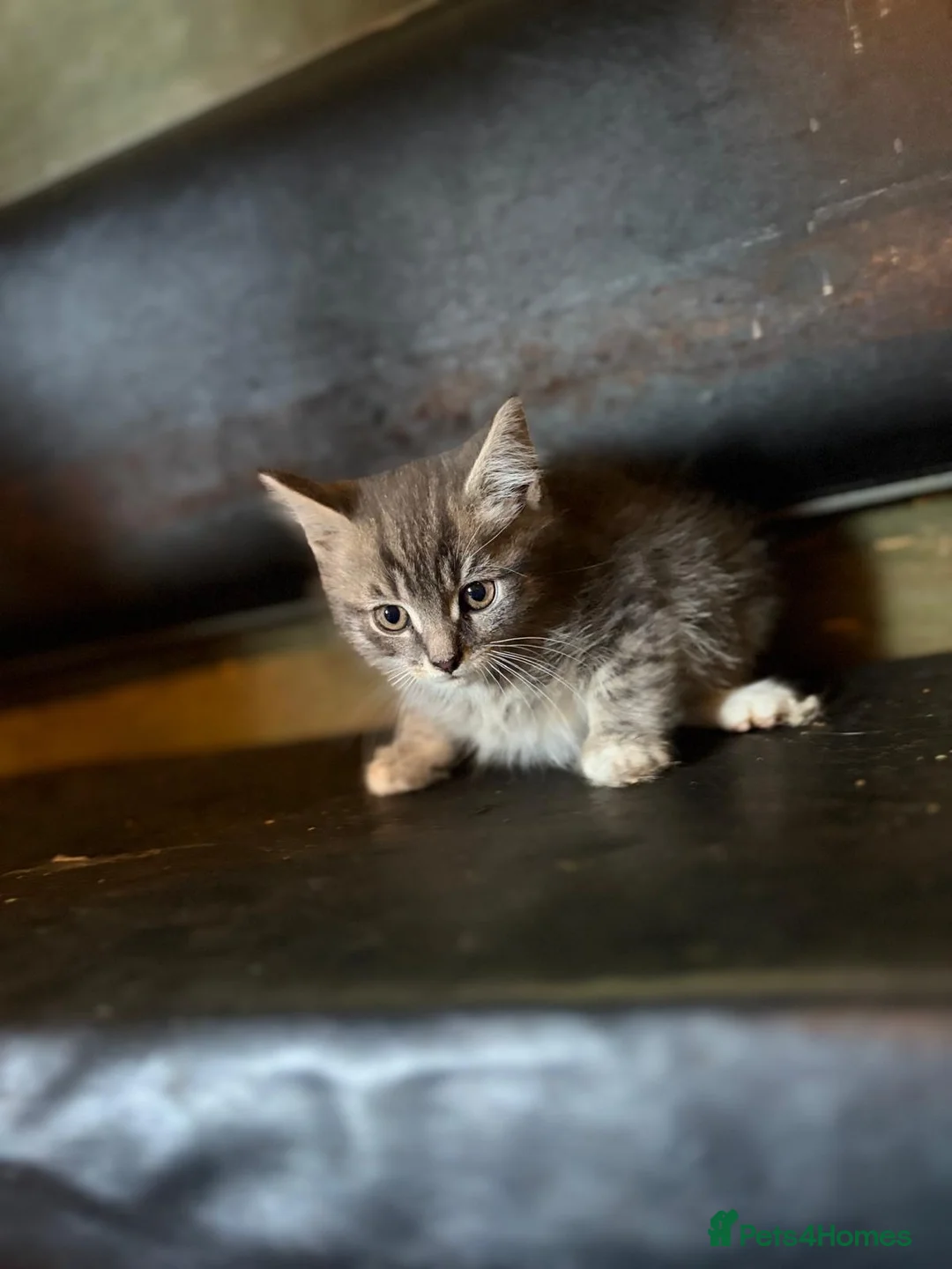 Mixed Breed cats for sale: Beautiful playful kittens - Advert 2
