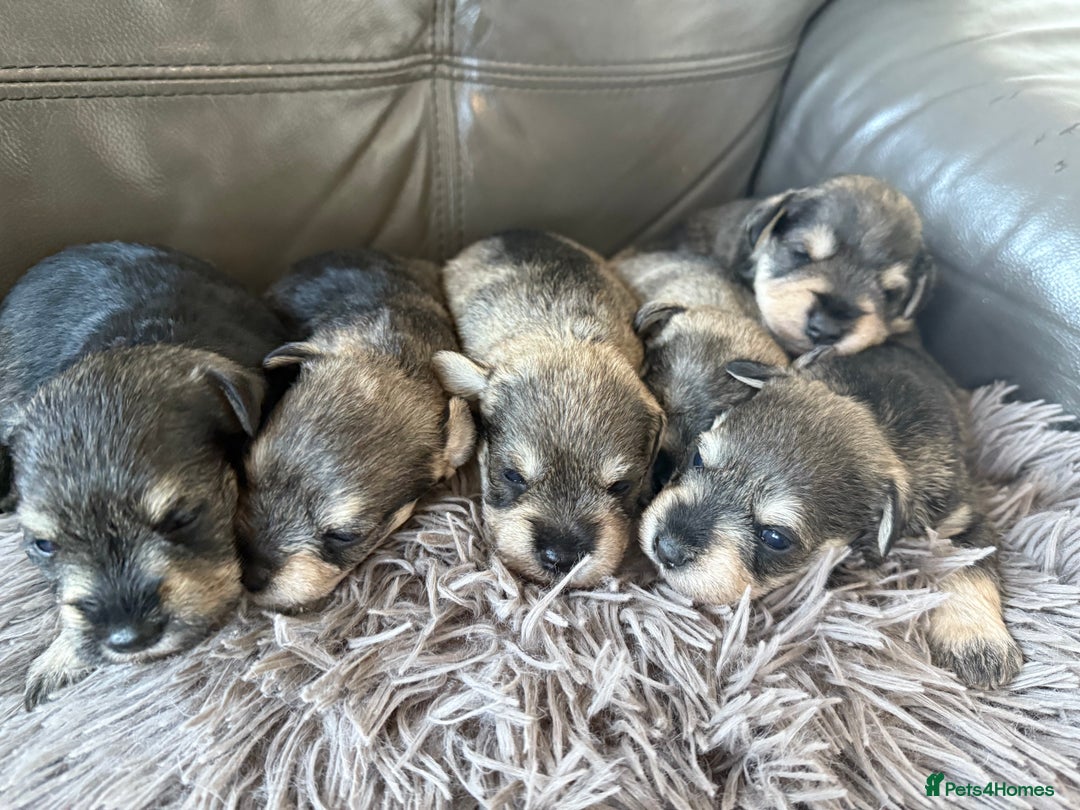 Miniature Schnauzer dogs for sale: KC MAC BVA MIniature Schnauzer puppies  - Image 7