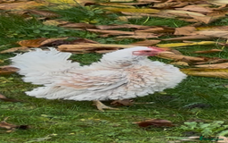 Mixed Breed birds for sale: Pure breed Serama male from show stock - Image 1