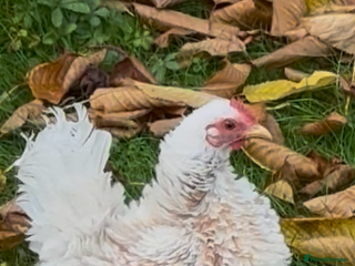 Mixed Breed birds for sale - Advert 1