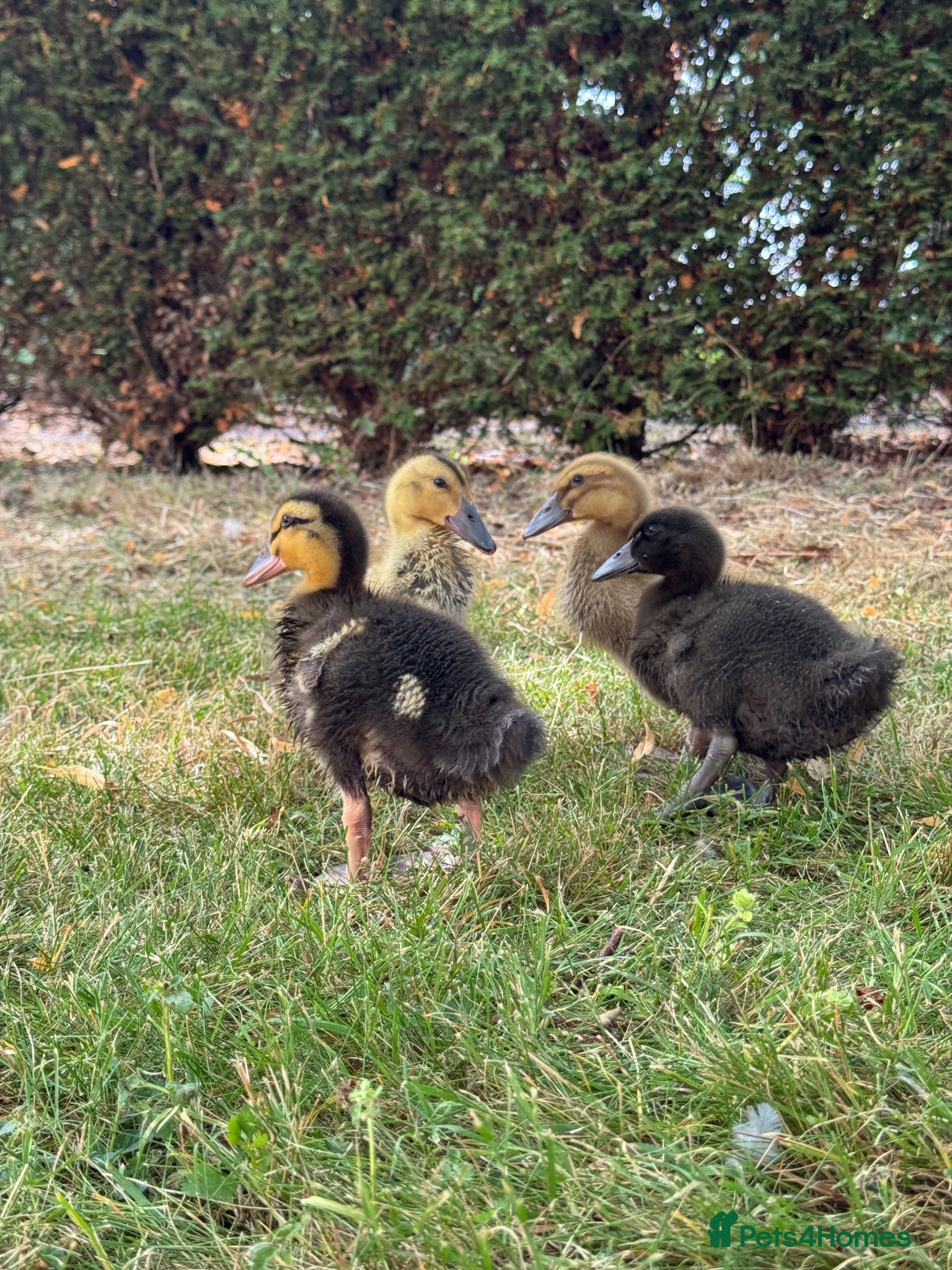 Ducks poultry     ❤️ Four Beautiful Hand-Reared Ducklings  - Advert 2