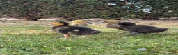Ducks poultry for sale:     ❤️ Four Beautiful Hand-Reared Ducklings  in Stowmarket - Advert 2