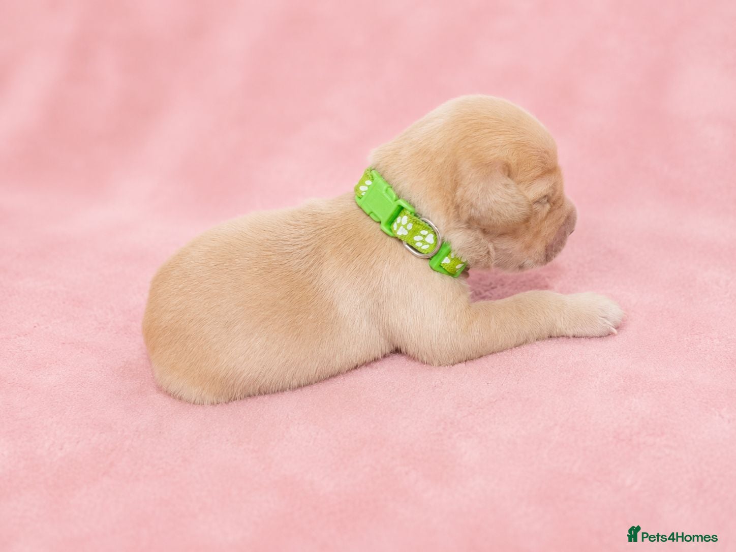Golden Retriever dogs Golden Retriever puppies  KC registered  - Advert 2