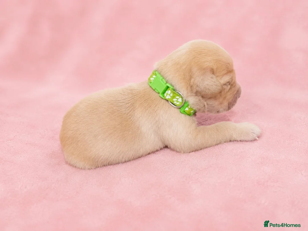 Golden Retriever dogs for sale: Golden Retriever puppies  KC registered  - Advert 2