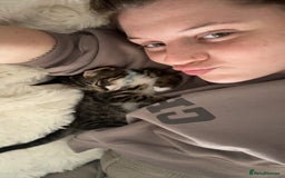 Domestic Shorthair cats for sale: Two cuddly kittens brother and sister  - Image 4