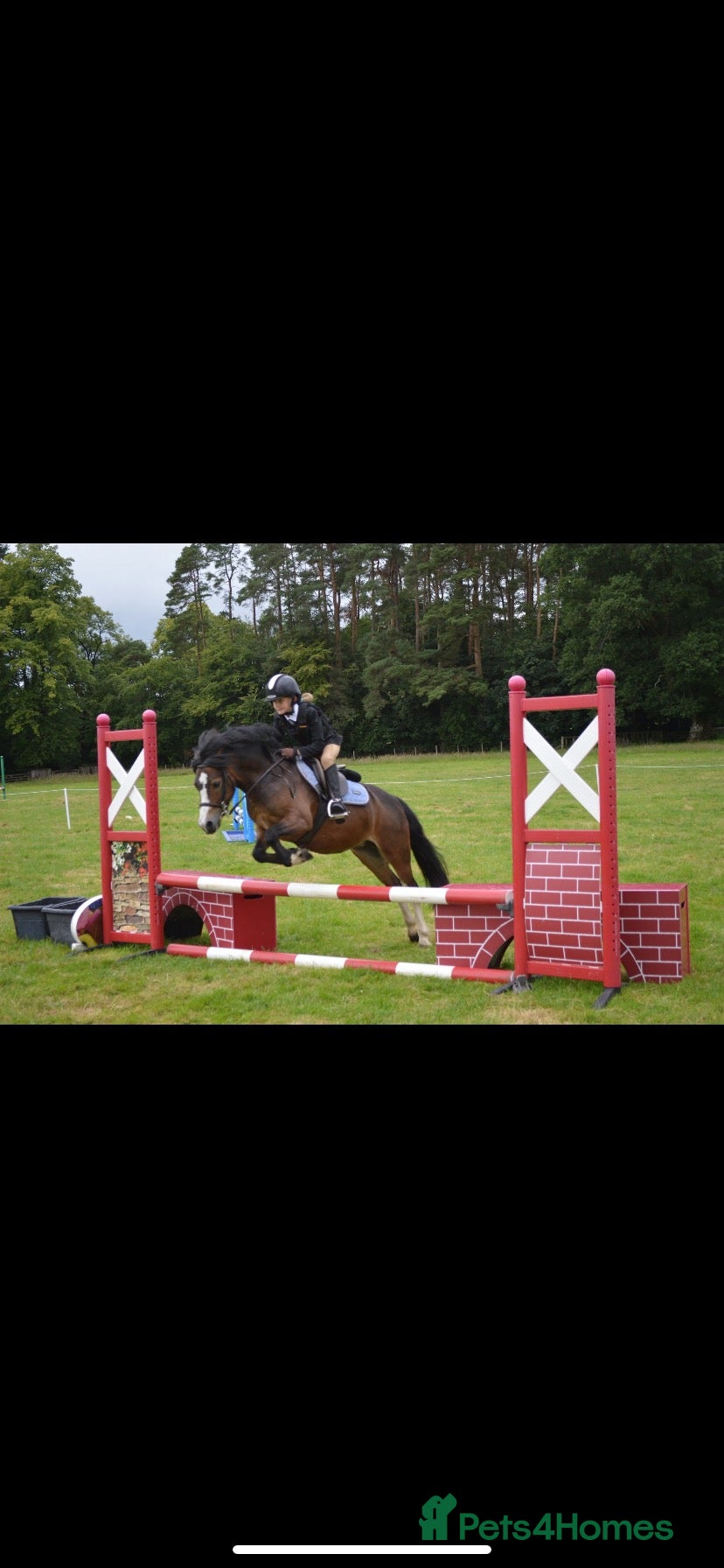 Welsh Section A horses Smart 12h competition pony  - Advert 11