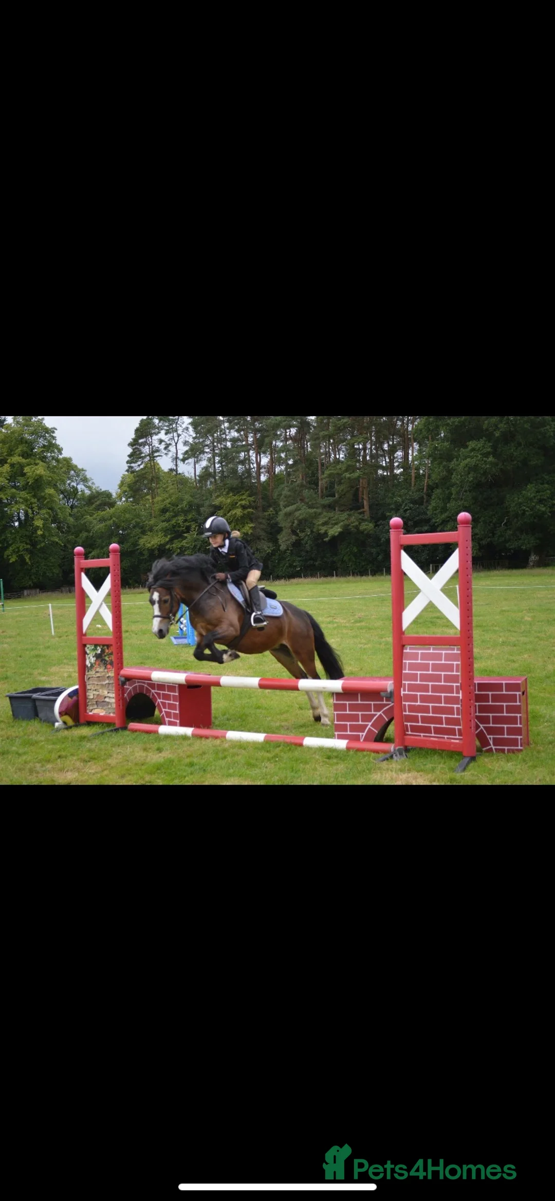Welsh Section A horses for sale: Smart 12h competition pony  in Cumnock - Advert 1