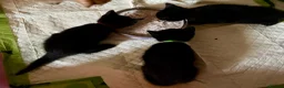 British Shorthair cats for sale: 3 Black Kittens - Advert 5
