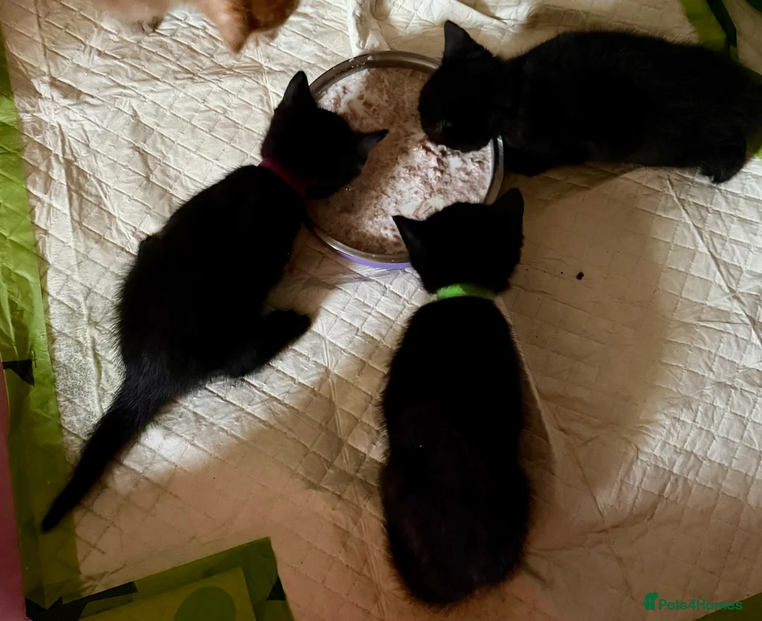 British Shorthair cats for sale: 3 Black Kittens - Advert 5