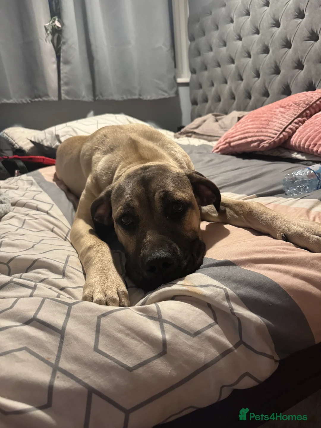 Cane Corso dogs for sale: Beautiful 1 year old cane corso female - Advert 7